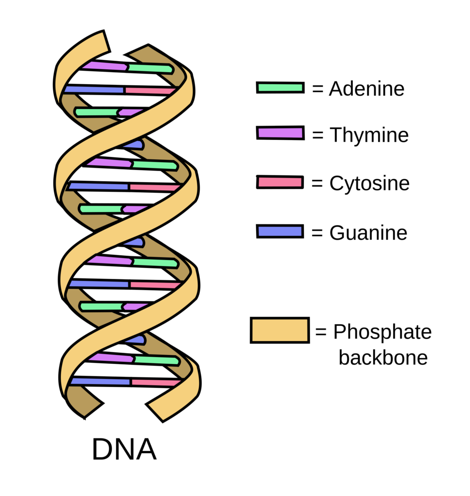 DNA SEQUENCING
